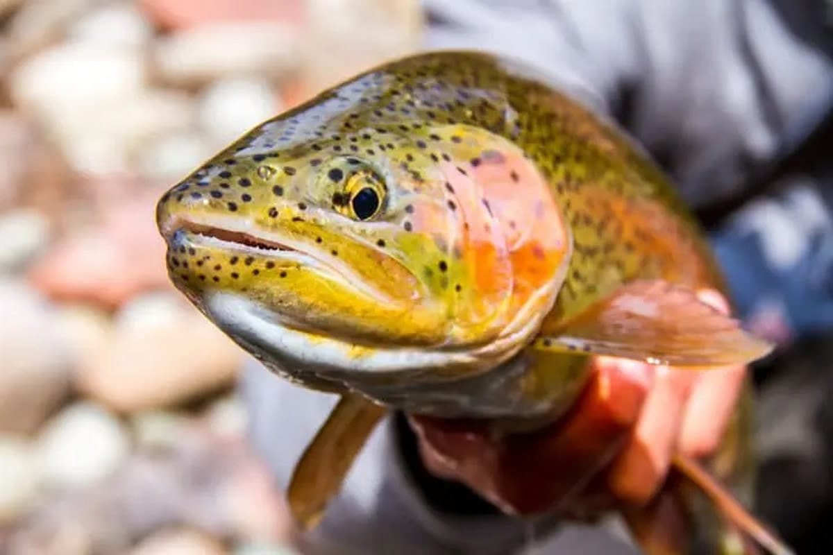 Fly Fishing in Snowmass | Experience World-Class Trout Fishing in Colorado's Roaring Fork Valley
